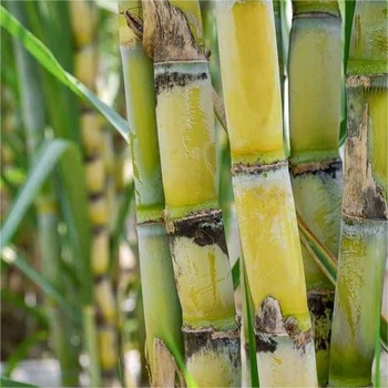 Growing sugarcane Growing sugarcane