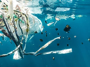 naja-bertolt-jensen-BJUoZu0mpt0-unsplash naja-bertolt-jensen-BJUoZu0mpt0-unsplash